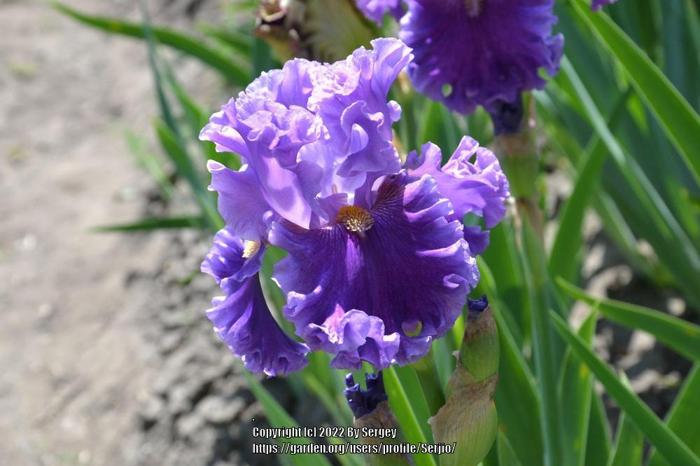 Photo of Tall Bearded Iris (Iris 'Foreign Scandal') uploaded by Serjio