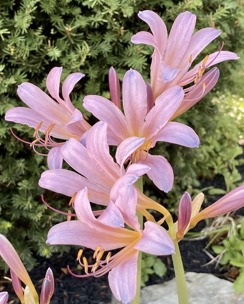 Photo of Surprise Lily (Lycoris squamigera) uploaded by csandt
