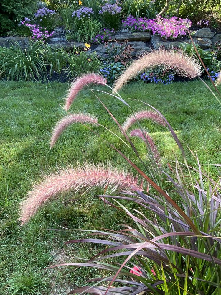Photo of Purple Fountain Grass (Cenchrus setaceus 'Rubrum') uploaded by csandt