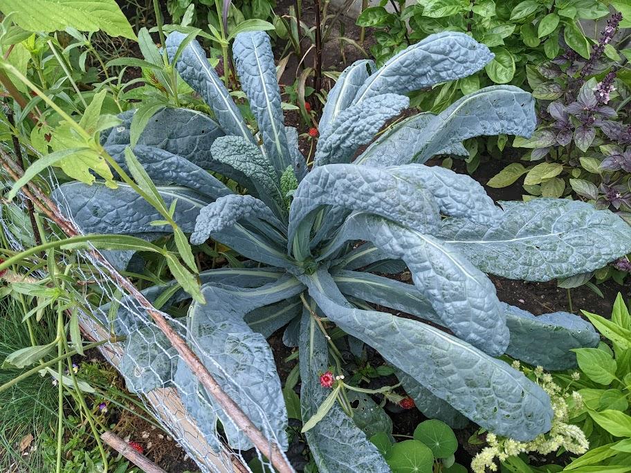 Photo of Kale (Brassica oleracea 'Lacinato') uploaded by dave