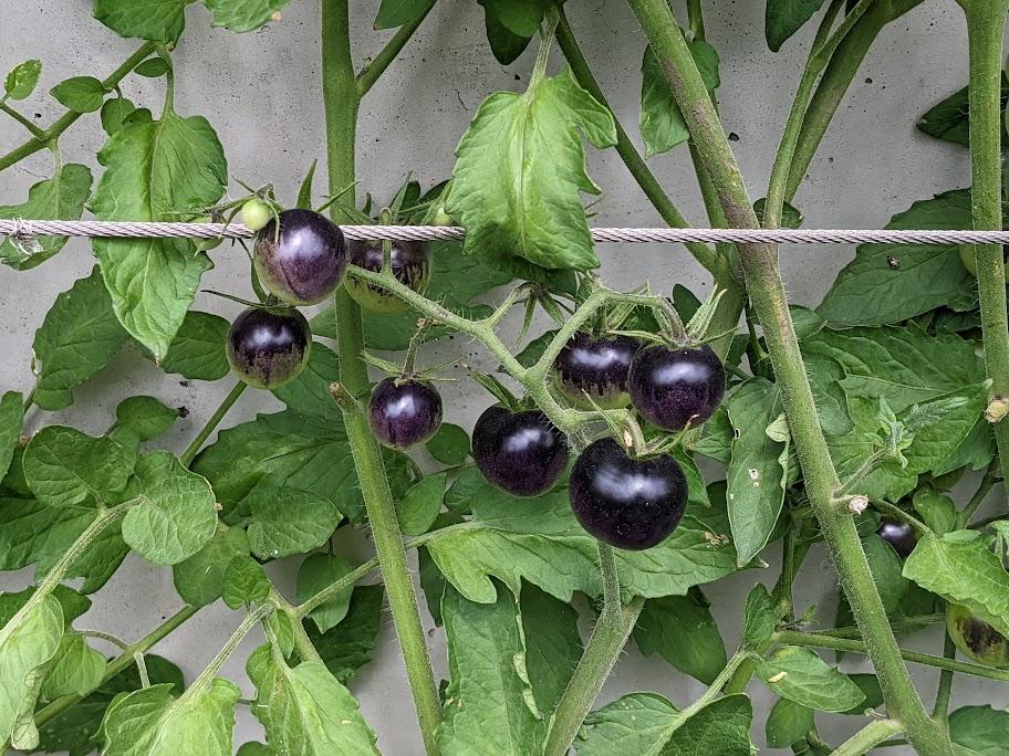 Photo of Tomato (Solanum lycopersicum 'Midnight Snack') uploaded by dave