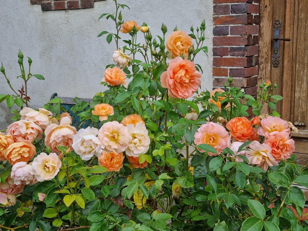 Photo of English Shrub Rose (Rosa 'Pat Austin') uploaded by mbotanas