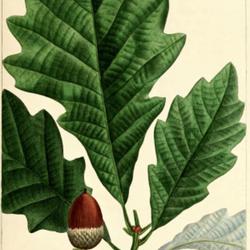 
Date: c. 1865
illustration [as Q. prinus discolor] by Bessa from Michaux's 'Nor