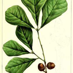 
Date: c. 1865
illustration [as Q. aquatica] from Michaux's 'North American Sylv