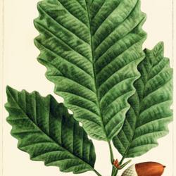 
Date: c. 1865
illustration [as Q. prinus monticola] by Bessa from Michaux's 'No