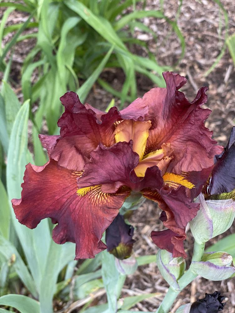 Photo of Tall Bearded Iris (Iris 'Lest We Forget') uploaded by Legalily