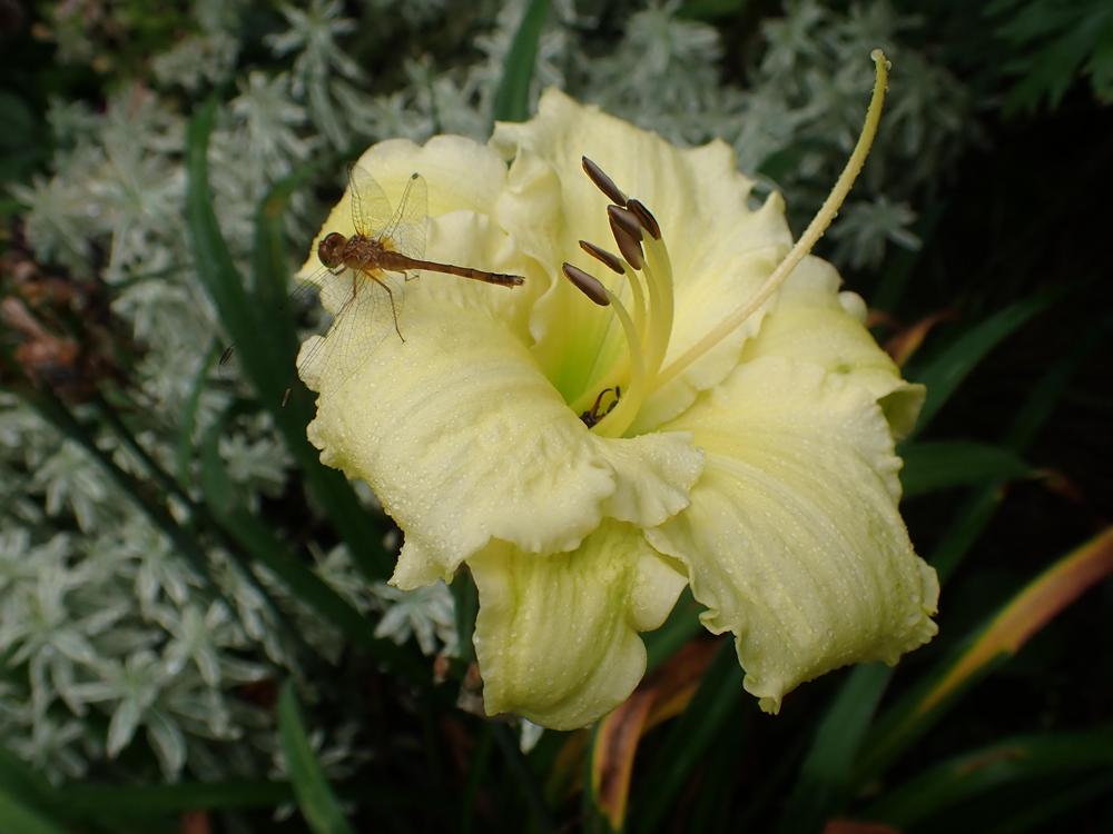 Photo of Daylily (Hemerocallis 'Brocaded Gown') uploaded by Vals_Garden