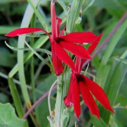 Location: Aberdeen, NC Pages Lake park
Date: August 9, 2022
Cardinal flower #298; RAB 1005, 178-6-1; AG page 305, 56-1-1; LHB