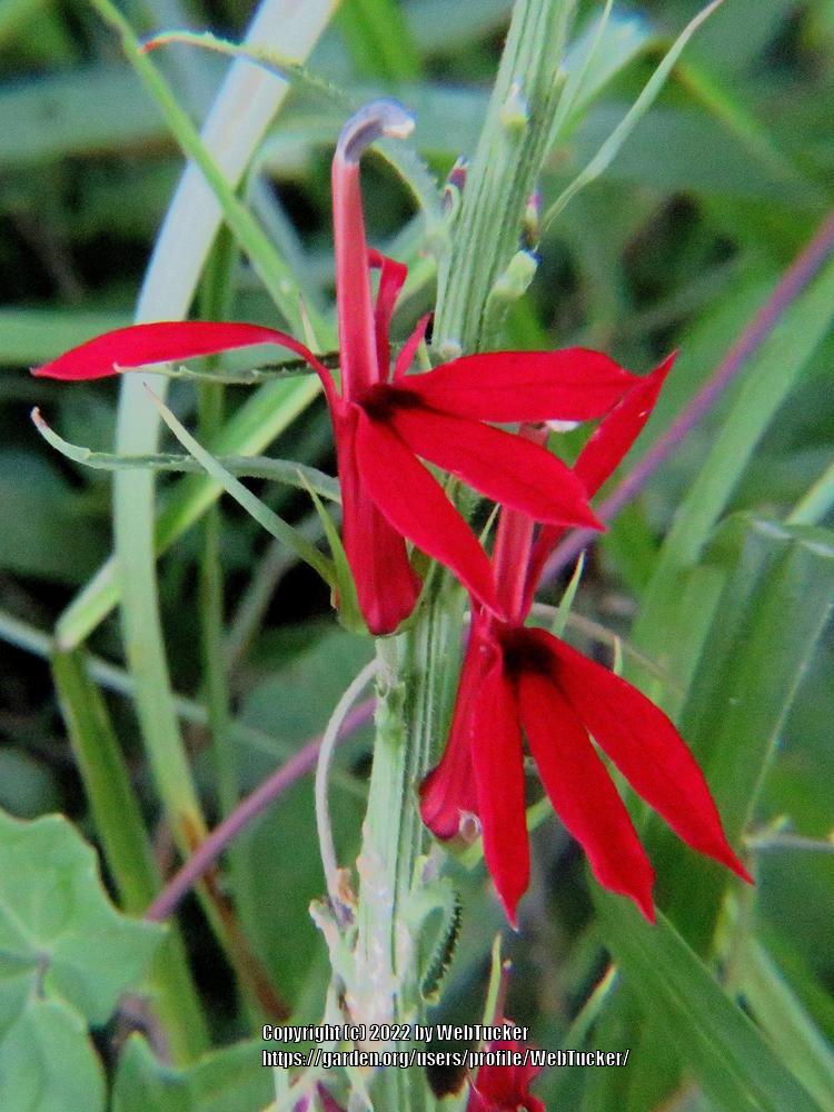 Photo of Cardinal Flower (Lobelia cardinalis) uploaded by WebTucker