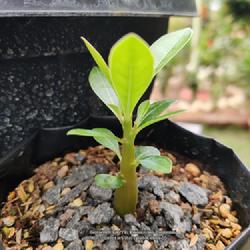 Location: Parchur, Andhra Pradesh, India
Date: 2022-08-09
See this seedling every leaf has a shoutout it only one in 50 see