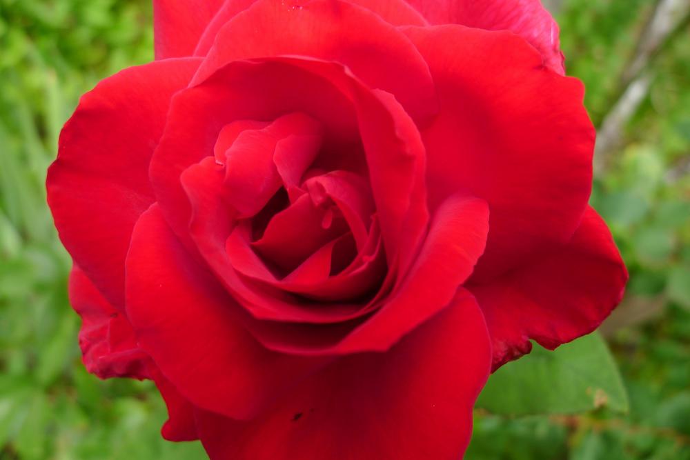 Photo of Hybrid Tea Rose (Rosa 'Mister Lincoln') uploaded by janwax
