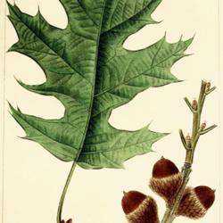 
Date: c. 1865
illustration [as Q. tinctoria] by Bessa from Michaux's 'North Ame