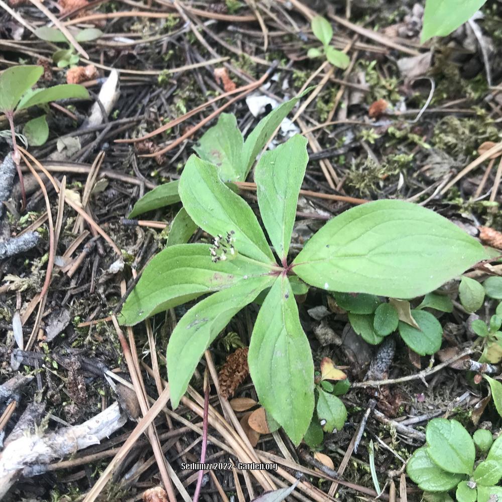 Photo of Bunchberry (Cornus canadensis) uploaded by sedumzz