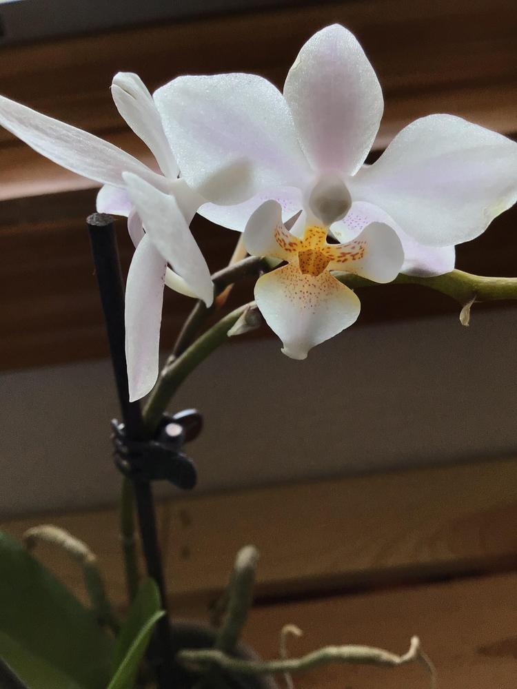 Photo of Moth Orchid (Phalaenopsis) uploaded by Fieldsof_flowers