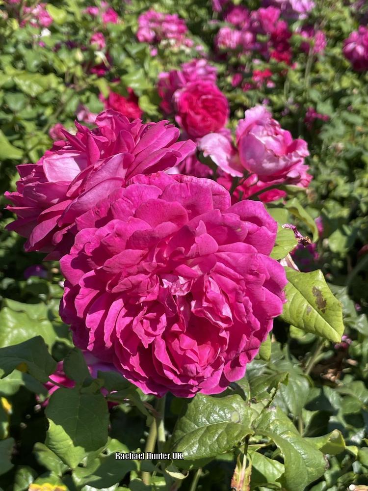 Photo of Rose (Rosa 'Young Lycidas') uploaded by RachaelHunter