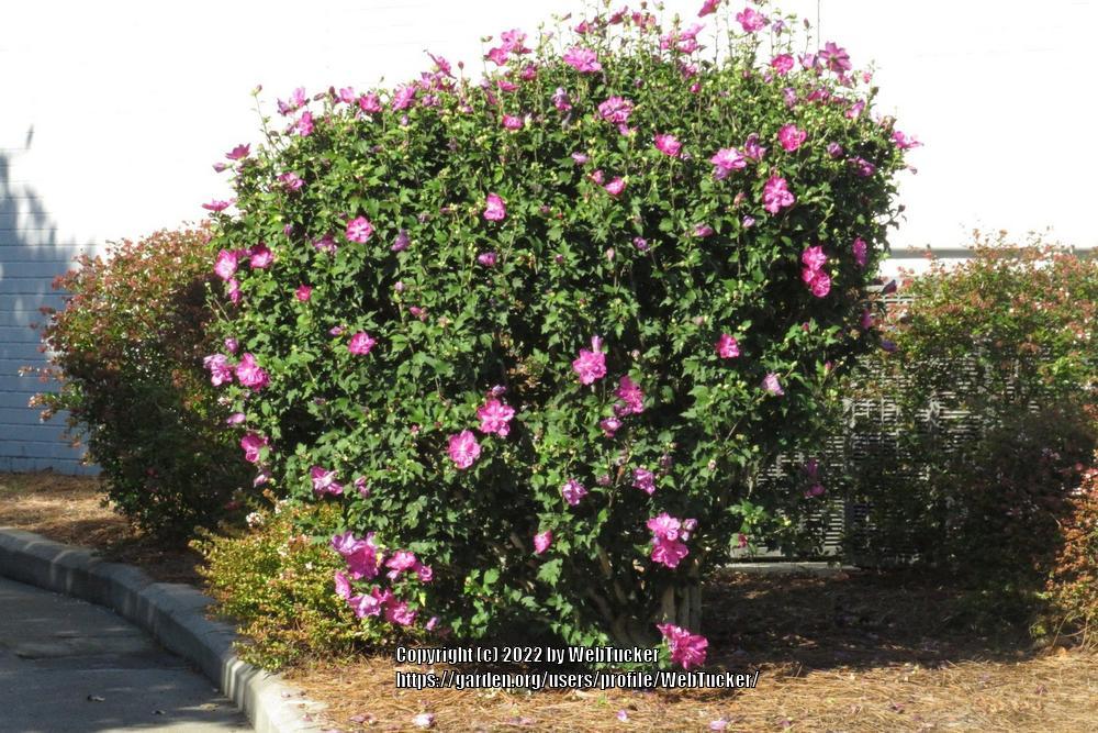 Photo of Confederate Rose (Hibiscus mutabilis) uploaded by WebTucker