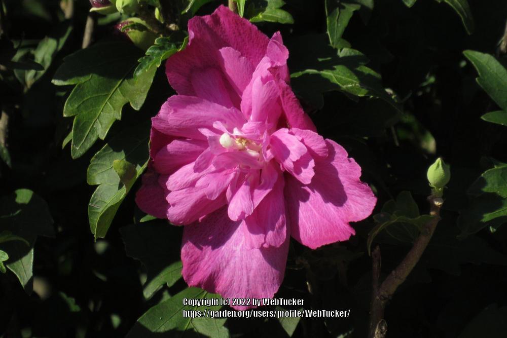 Photo of Confederate Rose (Hibiscus mutabilis) uploaded by WebTucker