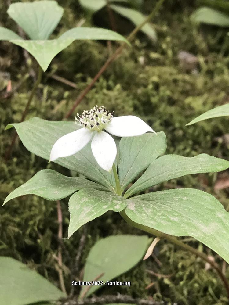 Photo of Bunchberry (Cornus canadensis) uploaded by sedumzz