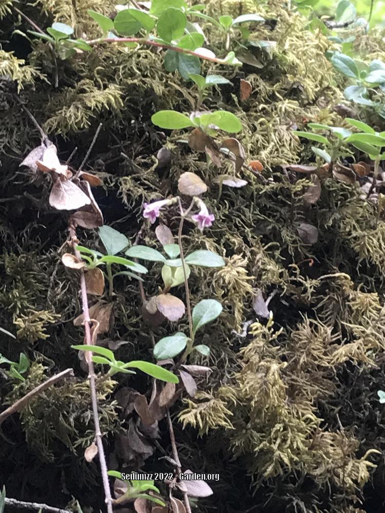 Photo of Twinflower (Linnaea borealis) uploaded by sedumzz