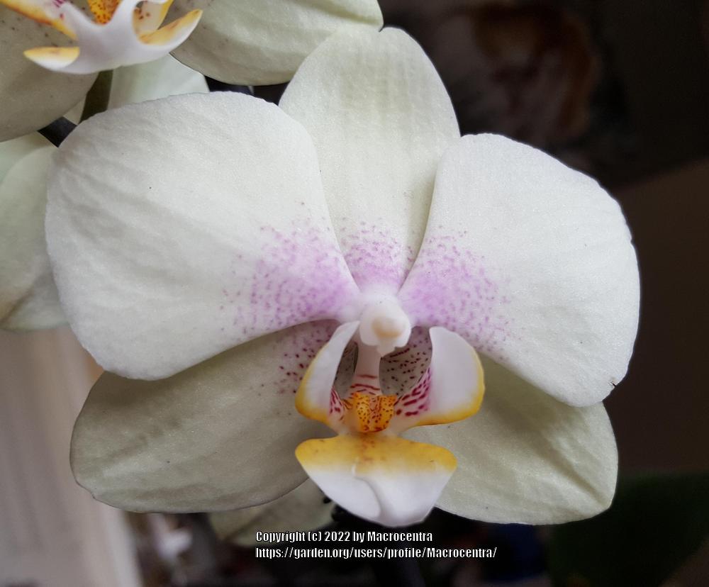 Photo of Moth Orchid (Phalaenopsis) uploaded by Macrocentra