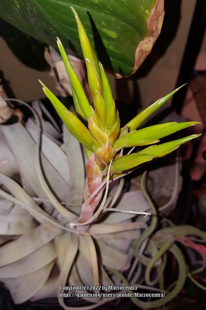 Photo of Air Plant (Tillandsia xerographica) uploaded by Macrocentra