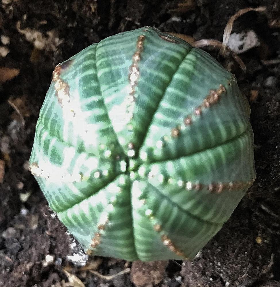 Photo of Baseball Plant (Euphorbia obesa) uploaded by cwhitt
