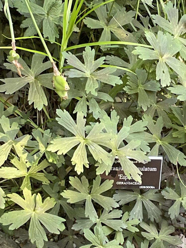 Photo of Wild Geranium (Geranium maculatum) uploaded by jooshewa