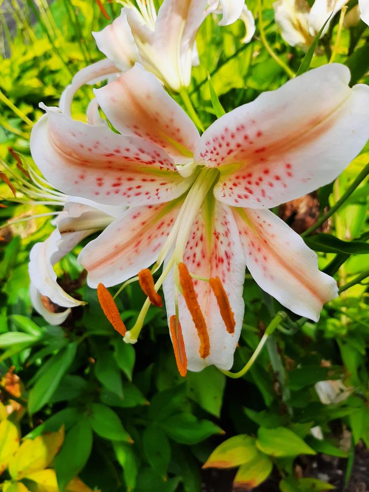 Photo of Lily (Lilium 'Salmon Star') uploaded by pixie62560