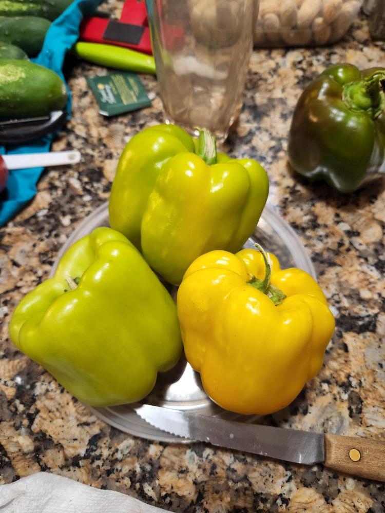 Photo of Bell Pepper (Capsicum annuum 'Flavorburst') uploaded by sallyg