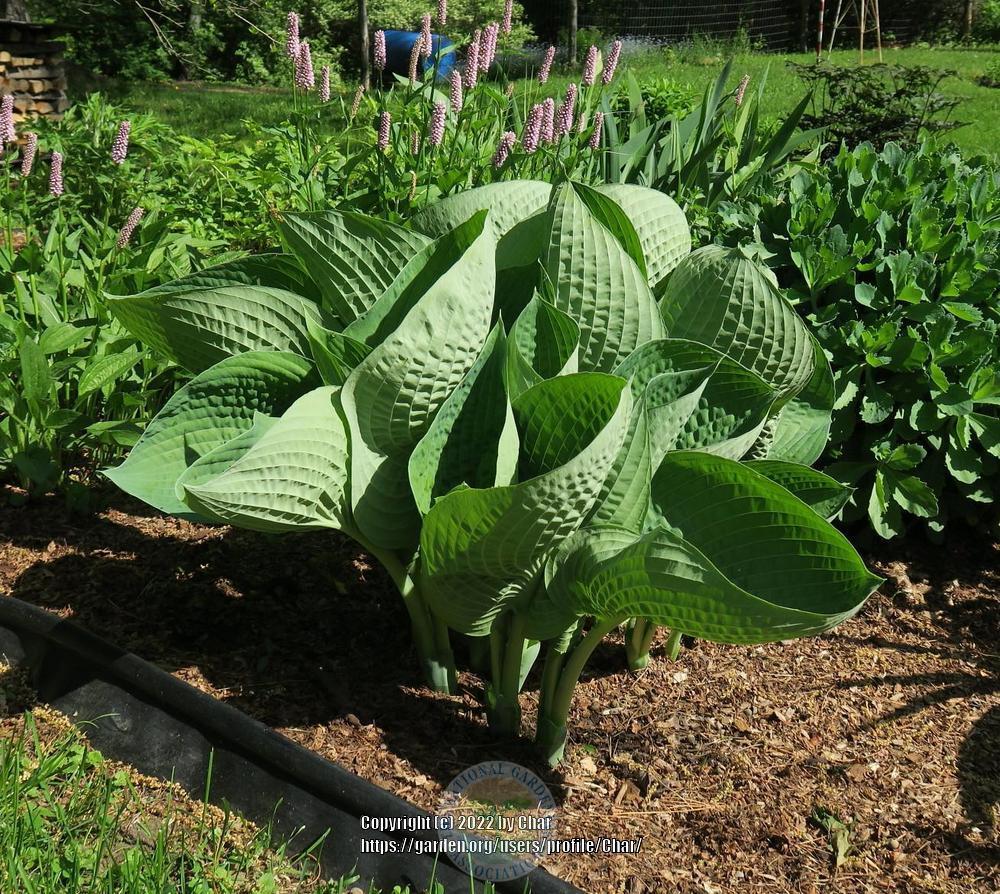 Photo of Hosta 'Abiqua Drinking Gourd' uploaded by Char