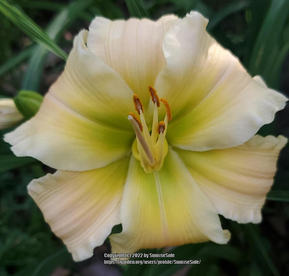 Photo of Daylily (Hemerocallis 'Texas Beautiful Bouquet') uploaded by SunriseSide