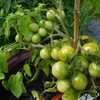 Tomato (Solanum lycopersicum 'Tumbler'), Micro-Dwarf in container