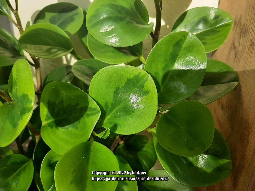 Photo of Baby Rubber Plant (Peperomia obtusifolia) uploaded by hlutzow