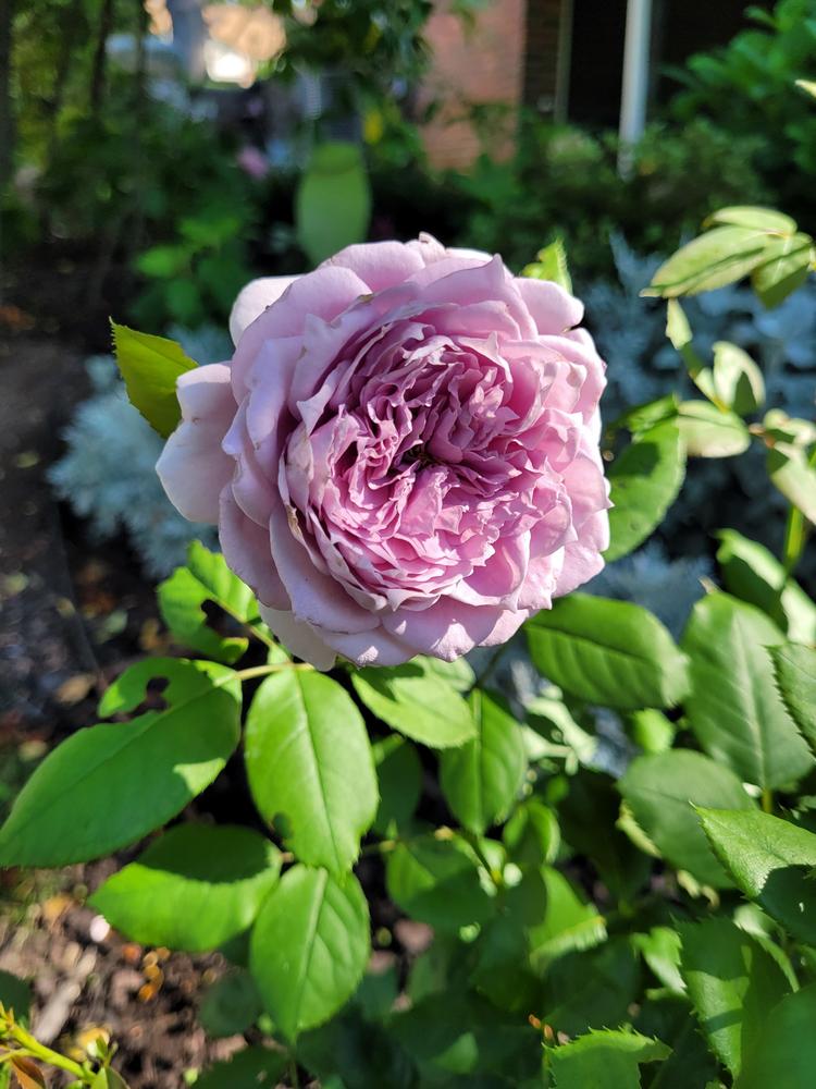 Photo of Rose (Rosa 'Novalis') uploaded by jhamclem