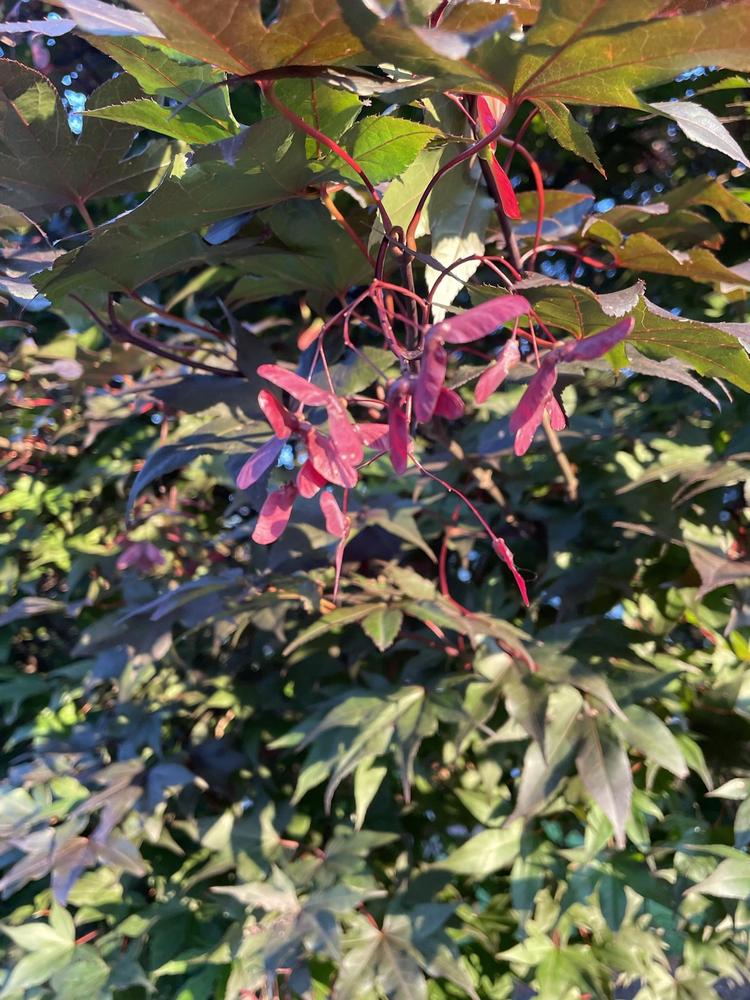Photo of Japanese Maple (Acer palmatum) uploaded by jooshewa