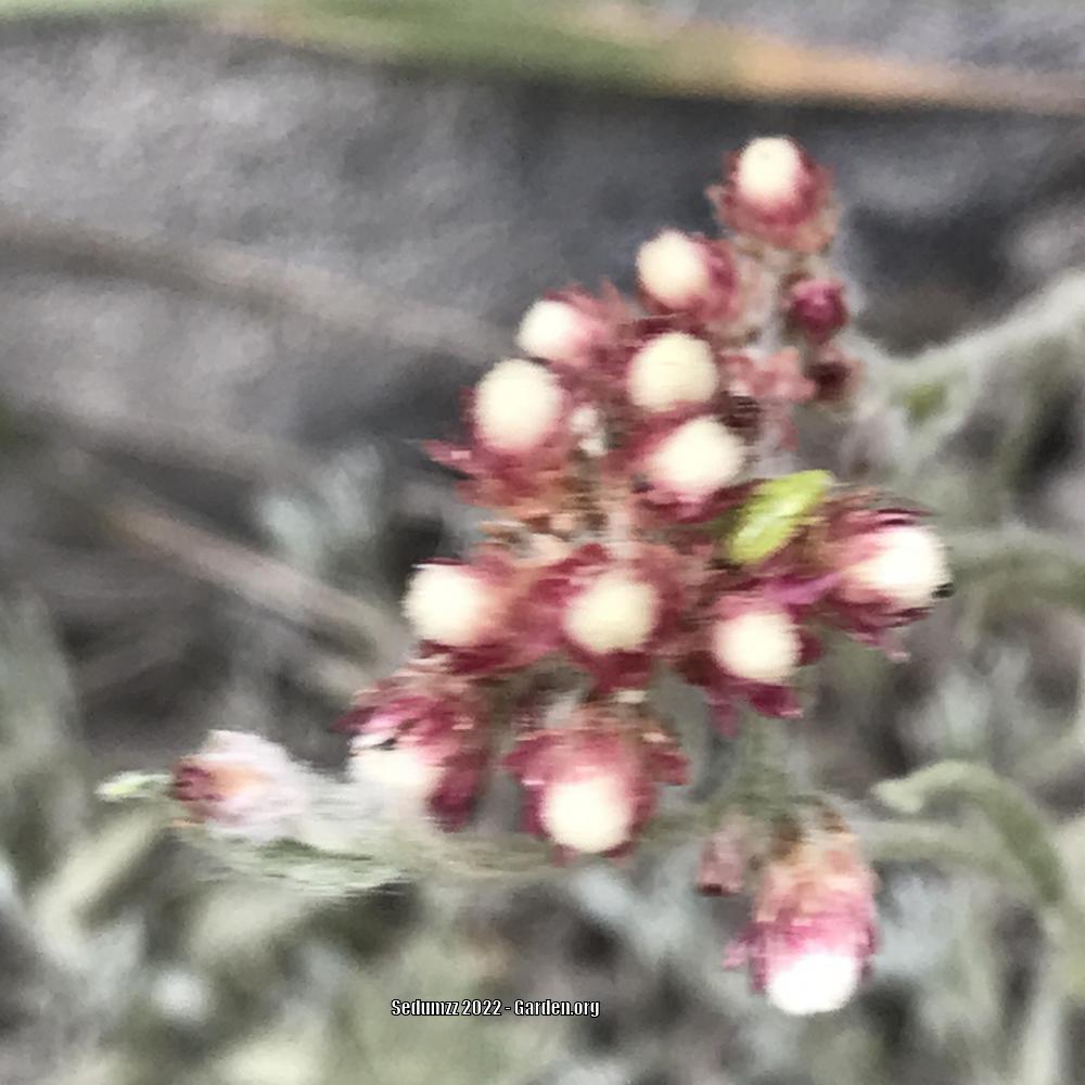 Photo of Pink Pussytoes (Antennaria rosea) uploaded by sedumzz