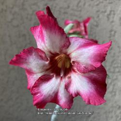 Location: My garden in Tampa, Florida
Date: 2022-08-11
My desert rose’s bloom.