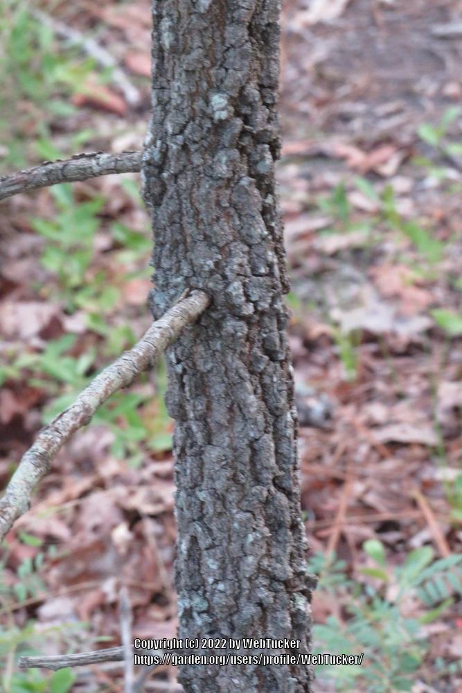 Photo of Blackjack Oak (Quercus marilandica) uploaded by WebTucker