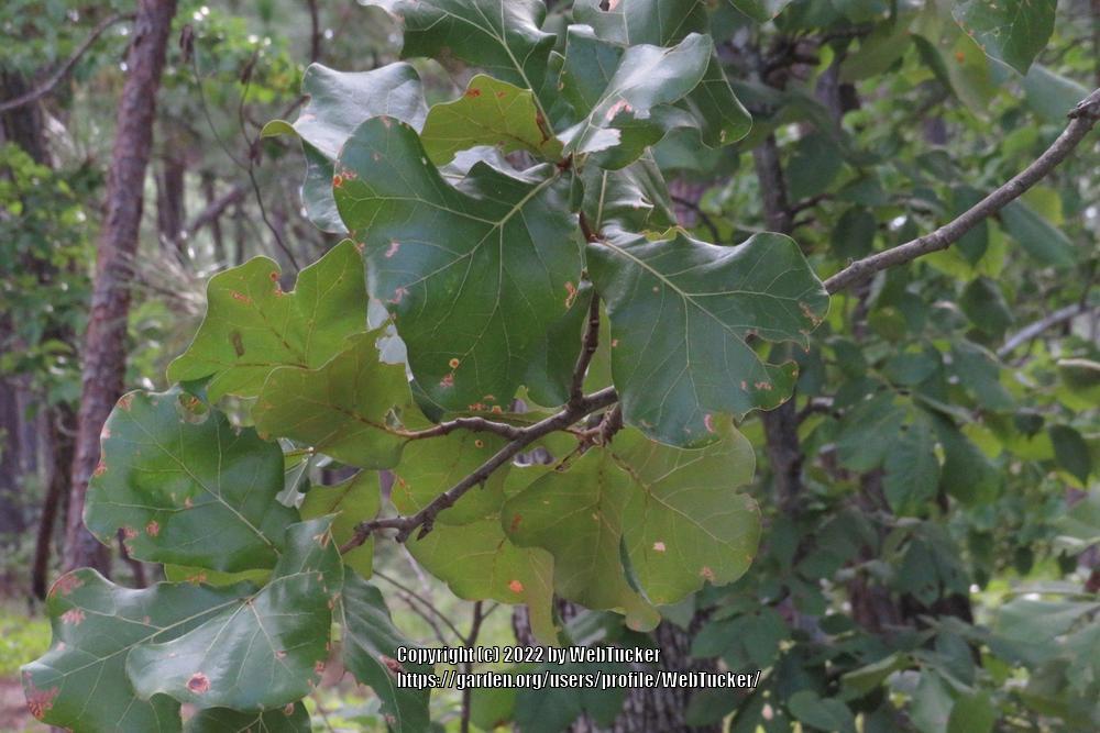 Photo of Blackjack Oak (Quercus marilandica) uploaded by WebTucker