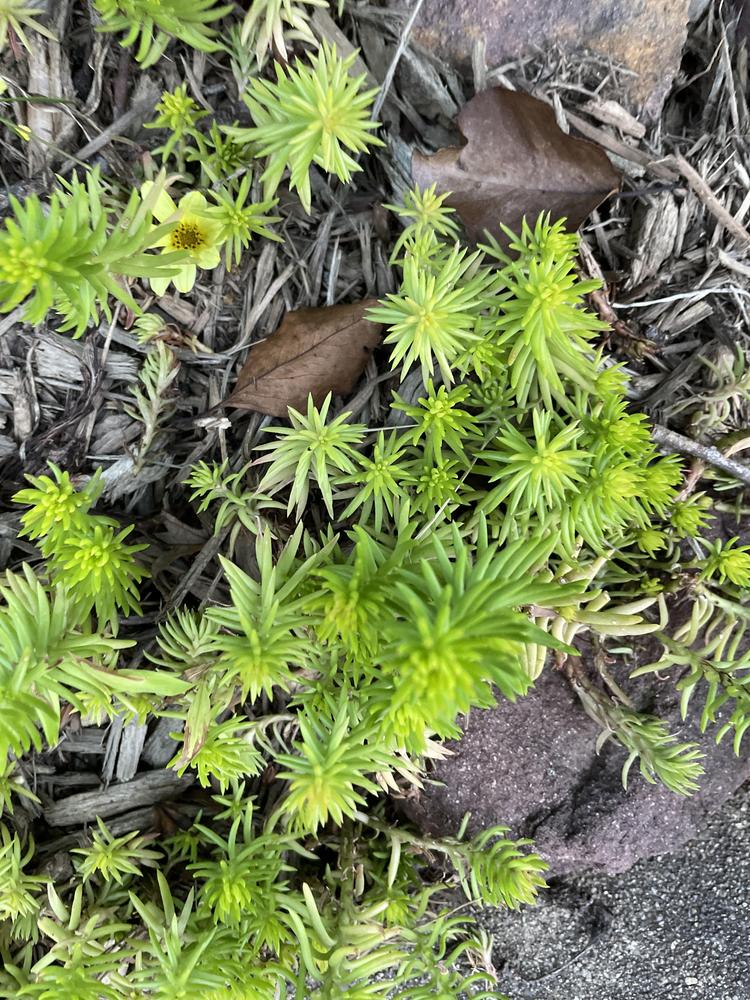 Photo of Sedum (Petrosedum rupestre subsp. rupestre 'Angelina') uploaded by jooshewa