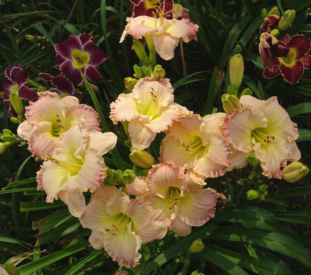Photo of Daylily (Hemerocallis 'How Lovely You Are') uploaded by mantisOH