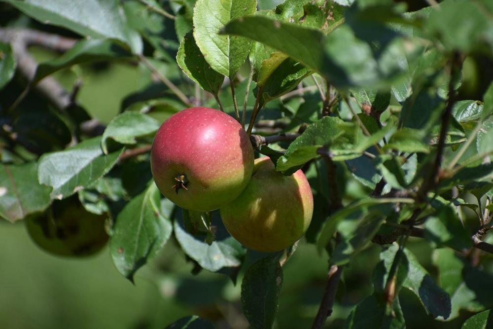 Photo of Apples (Malus) uploaded by pixie62560