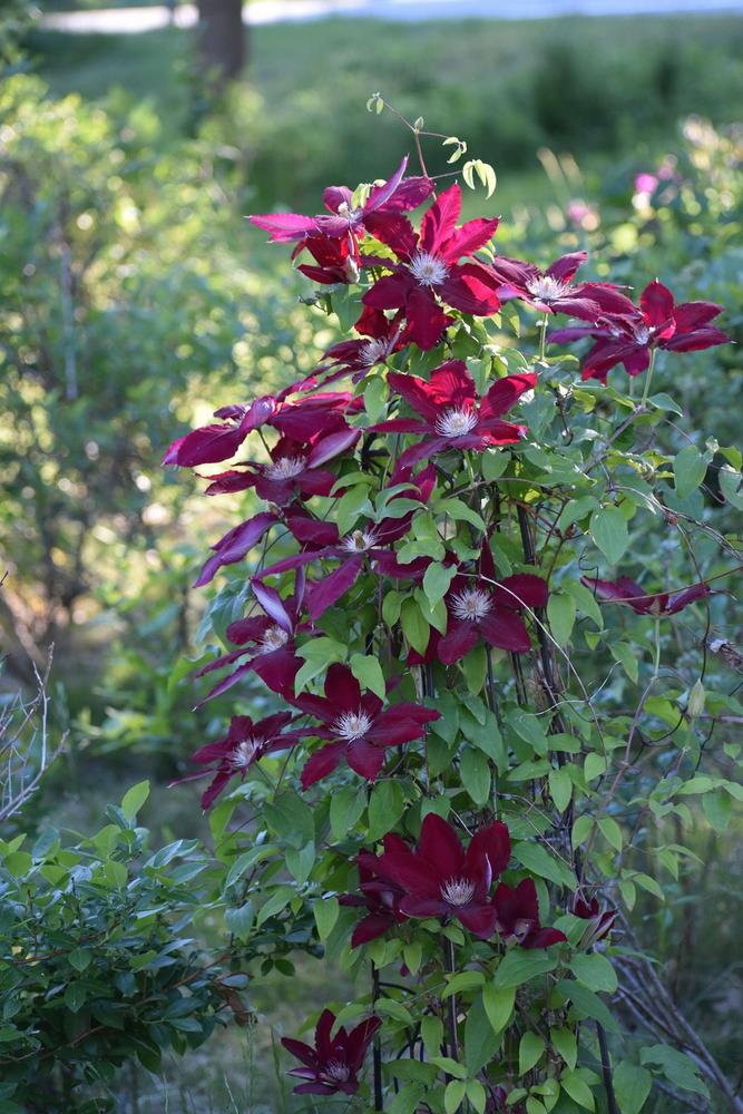 Photo of Clematis Rebecca™ uploaded by pixie62560