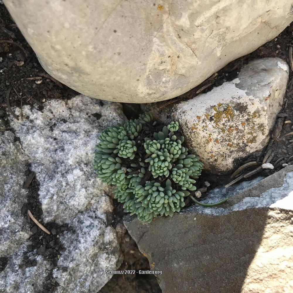 Photo of Spanish Stonecrop (Sedum hispanicum) uploaded by sedumzz
