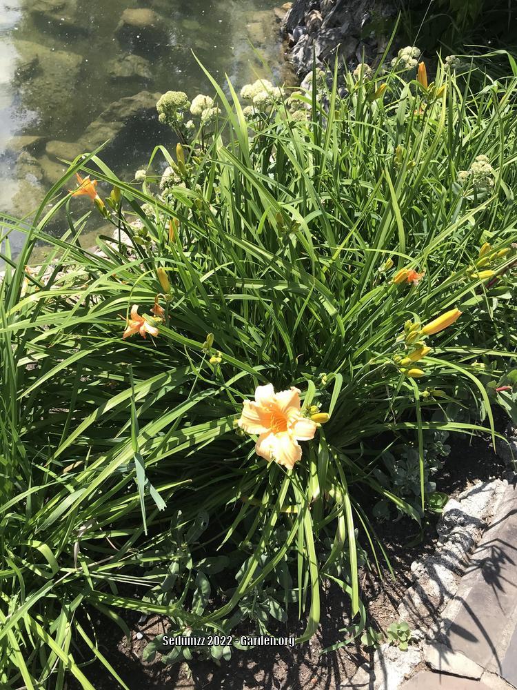 Photo of Daylilies (Hemerocallis) uploaded by sedumzz