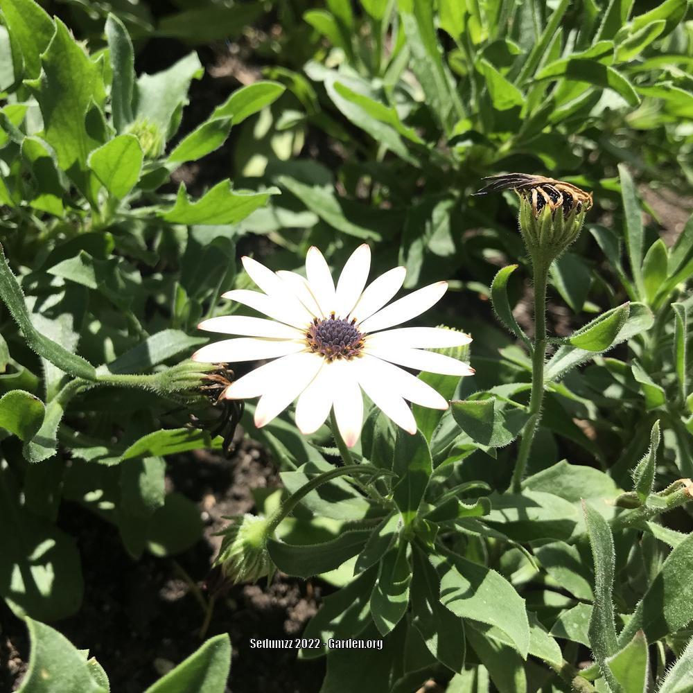 Photo of African Daisy (Osteospermum Serenity™ White Improved) uploaded by sedumzz
