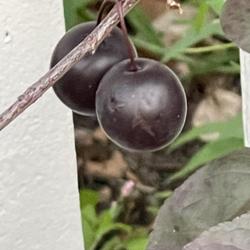 Location: Southern Maine
Date: August 2022
Purple fruit of Purple Leaf Sand Cherry … first I have ever not