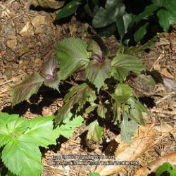 Location: Southern Pines, NC (Boyd House grounds)
Date: August 13, 2022
Shiso #306; RAB page 925, 164-34-1. AG page 407, 82-6 —?, "A Gr