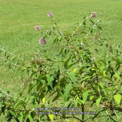 Location: Southern Pines, NC (Boyd House grounds)
Date: August 13, 2022
Butterfly Bush #86 nn; LHB page 803, 167-3-3, "After Adam Buddle,