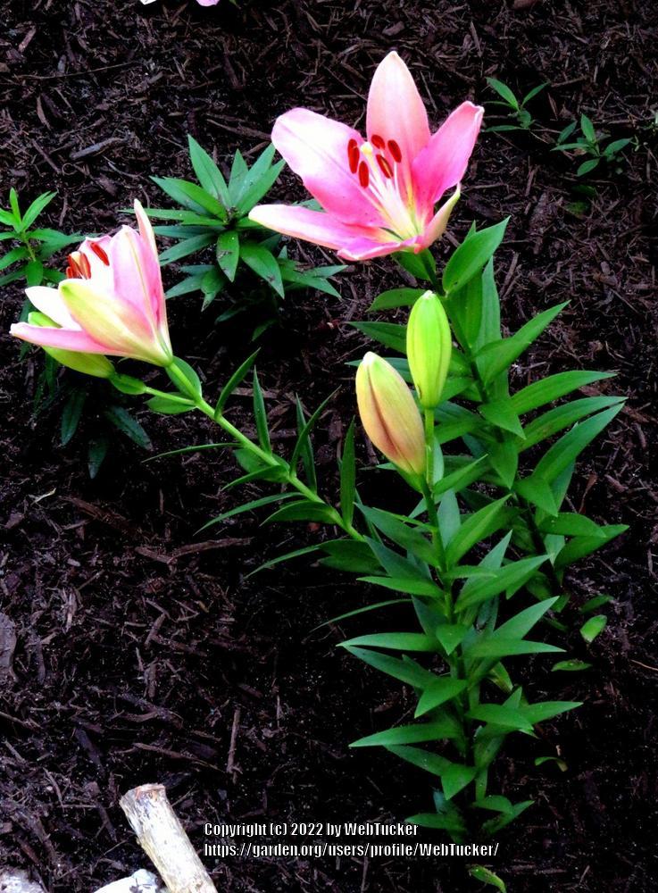 Photo of Lilies (Lilium) uploaded by WebTucker